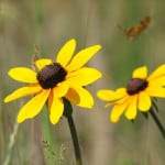 brown-eyed-susans-image