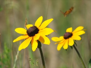 brown-eyed-susans-image