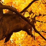 yellow-tree-tops-fall-image