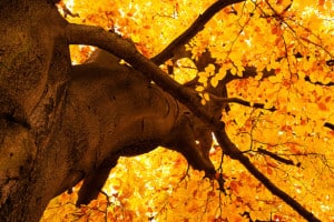 yellow-tree-tops-fall-image