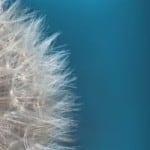 fluffy-dandelion-beautiful-blue-image