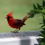 bright-red-male-cardinal-image