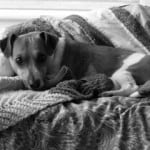 cute-dog-snuggled-blankets-image