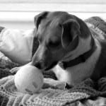 cute-dog-with-ball-image