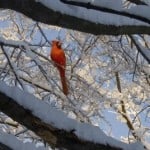 winter-cardinal-trees-image