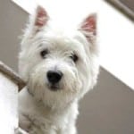 peek-around-corner-westie-dog-image