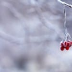 red-berries-snow-image