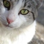 close-up-cat-pink-nose-grey-white-image