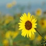 sunflowers-field-blue-sky-fade-image