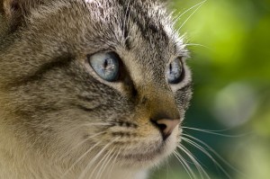 clear-blue-eyed-cat-green-background-image