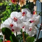 beautiful-white-orchids-image