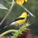 goldfinch-resting-flower-image