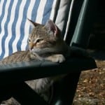 cat-lounging-in-sun-image