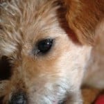 close-up-terrier-brown-image