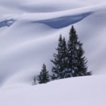pine-tree-in-snow-image