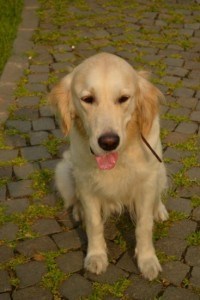 yellow-lab-tongue-hanging-out-image