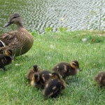 mama-duck-babies-image