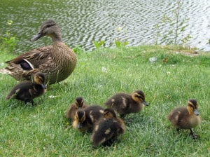 mama-duck-babies-image