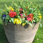 big-bucket-of-colorful-flowers-image