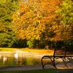 autumn-bench-colorful-leaves-image