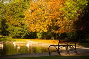 autumn-bench-colorful-leaves-image