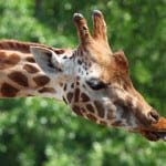 spotted-giraffe-close-up-image