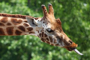 spotted-giraffe-close-up-image