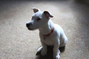 white-jack-russell-terrier-pup-image
