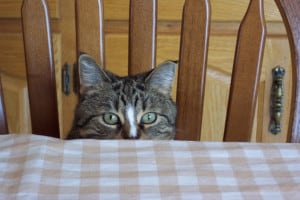 peek-a-boo-kitty-image