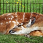deer-curled-up-sleeping