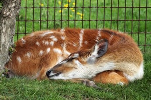 deer-curled-up-sleeping