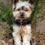 little-yorkie-outdoors-image