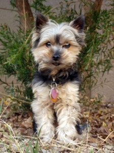 little-yorkie-outdoors-image