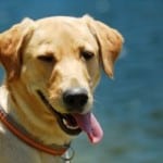 lab-yellow-tongue-orange-collar-image