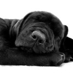 sleeping-black-dog-image