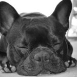sleeping-bulldog-headshot-black-white-image