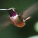 hummingbird-hoping-for-spring-image
