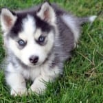 husky-puppy-spread-out-on-grass-image