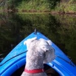 dog-on-blue-boat-image
