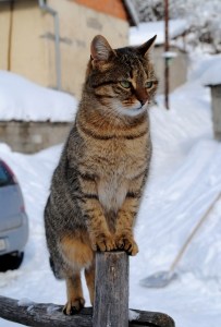 cat-on-rail-image