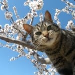 cat-tree-background-image