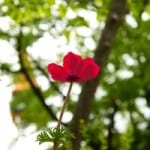 red-flower-poppy-image