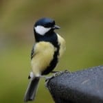 cute-yellow-black-white-bird-on-edge-image