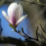 magnolia-flower-blue-sky-image