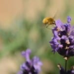 purple-flowers-yellow-bee-image