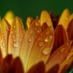 raindrops-on-orange-flower-image