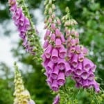 purple-foxglove-flowers-image