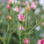 pink-rosebuds-field-image