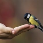 a-bird-in-the-hand-image