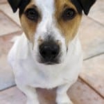 sweet-jack-russell-dog-sidewalk-image